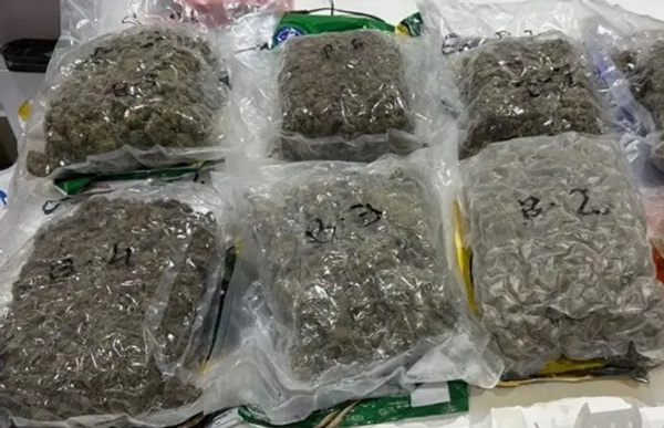 અમદાવાદ એરપોર્ટ પર વિયેતનામથી આવેલામુસાફર પાસેથી 8 કરોડની કિંમતનો હાઇબ્રીડ ગાંજો ઝડપાયો